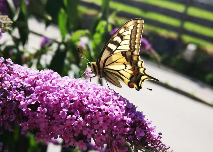 Hildegard Wibmer * Matrei in Osttirol