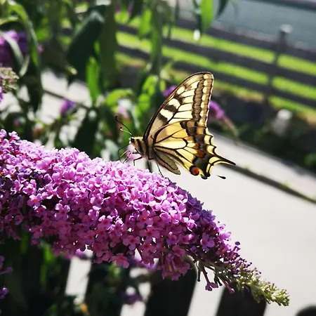 Hildegard Wibmer * Matrei in Osttirol